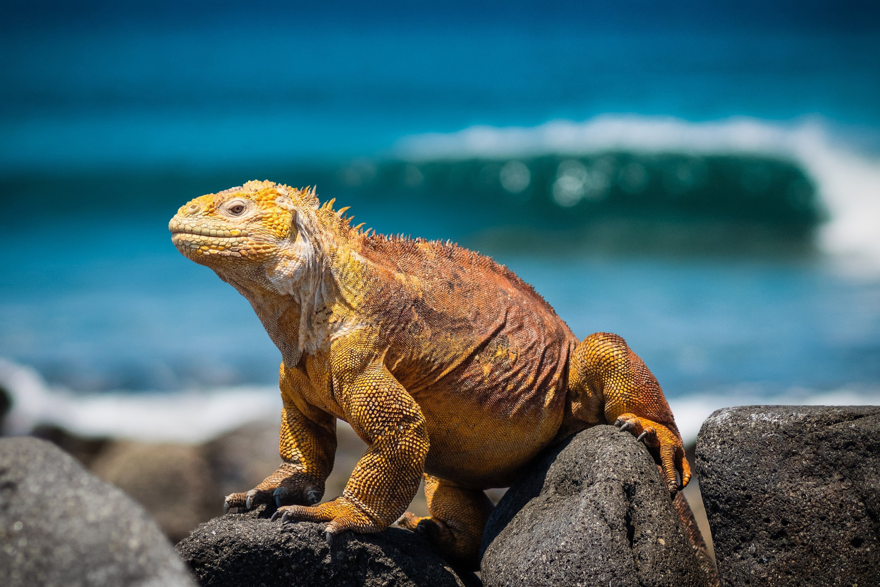Española Island, Galápagos
